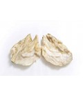 Caras Bacalhau Salgadas Isl Jumbo cx/ 10 Kg