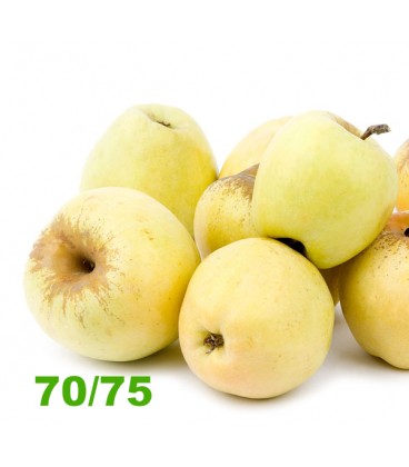 Maca Bravo 70/75 Cat II