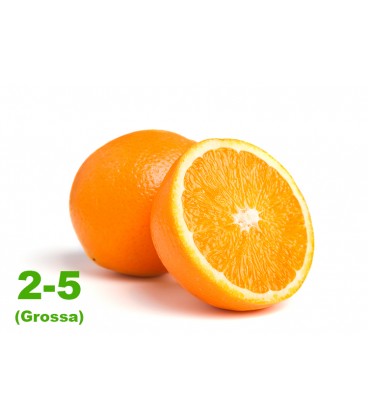 Laranja 2-5 Cat. II ( Grossa)