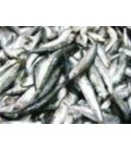 Sardinha Pequena (Petinga) cx/8 Kg