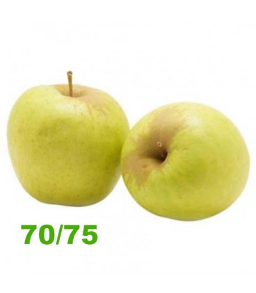 Maca Golden 70/75 Cat. II (media)