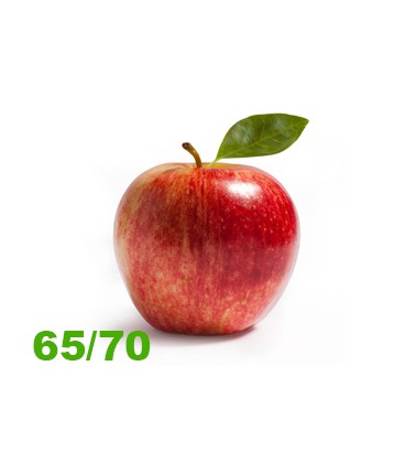 Maca Royal Galya 65/70 Cat II (miuda)