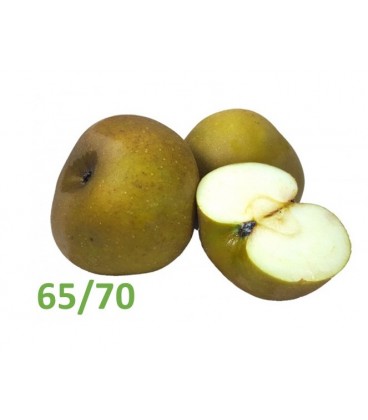 Maca Reineta 65/70 Port Cat II